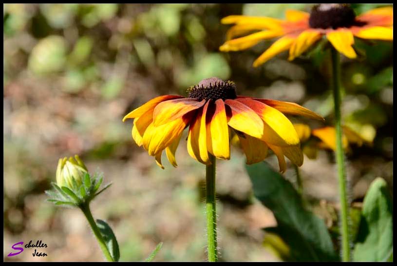 _DSC0914 copie